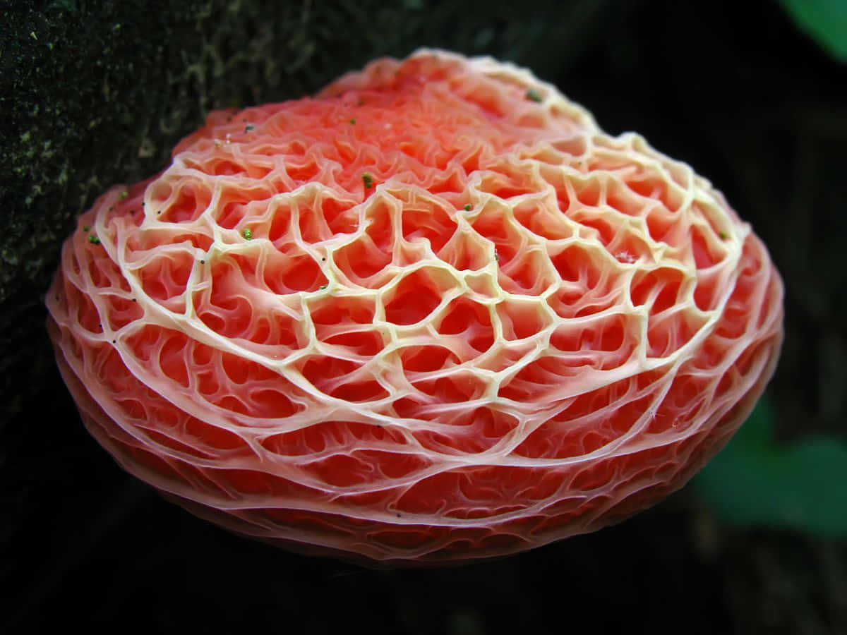 Wrinkly Peach Mushroom Fungus With Reticulated Cap Wallpaper