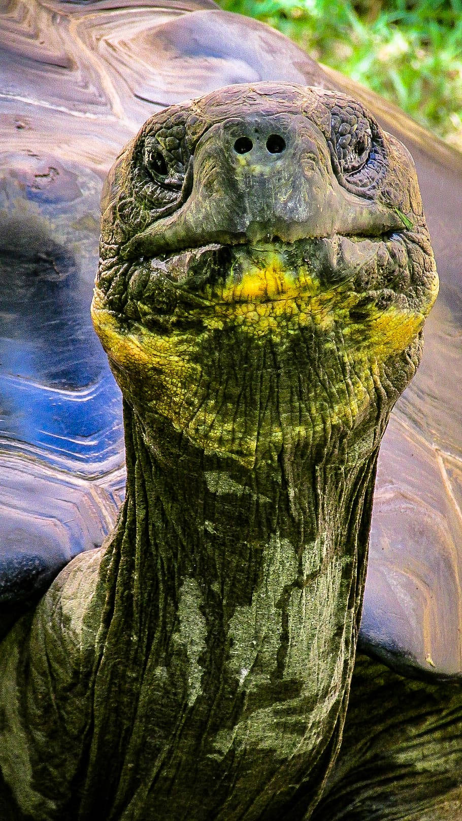Caption: Close-up Shot of a Wrinkly Tortoise Wallpaper