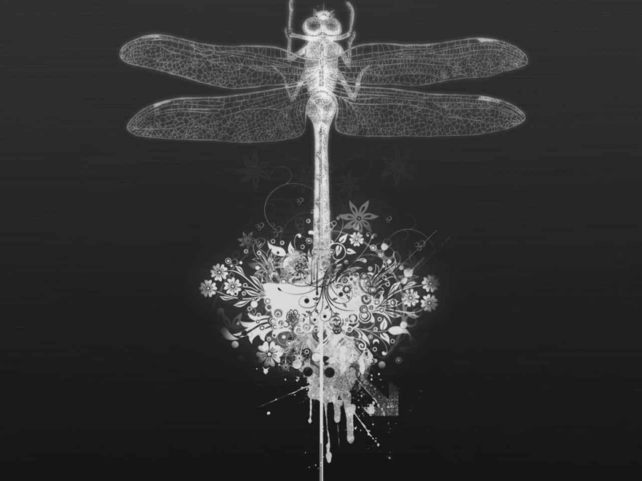 Dragonfly - X-ray - Black And White Wallpaper