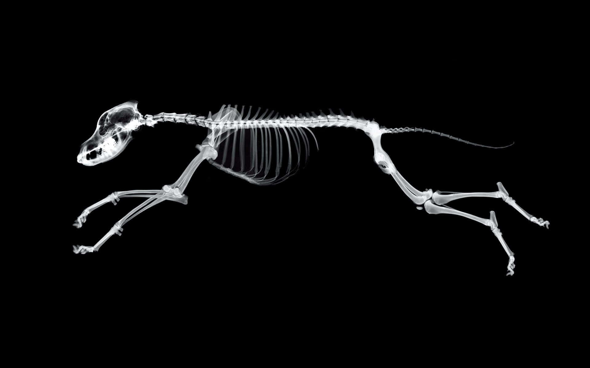 Umesqueleto De Cachorro Correndo Em Um Fundo Preto. Papel de Parede