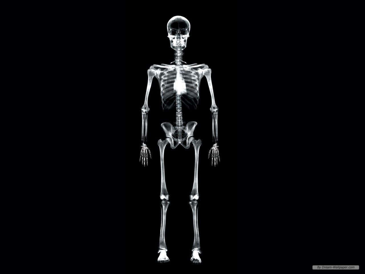 A Skeleton Is Shown On A Black Background Wallpaper