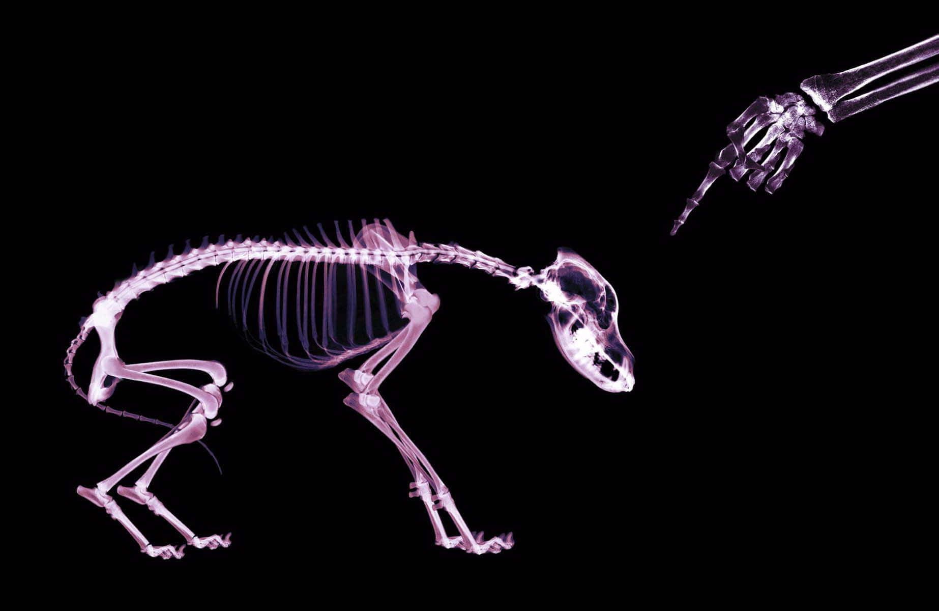 A Skeleton Of A Dog Is Being Held By A Hand Wallpaper