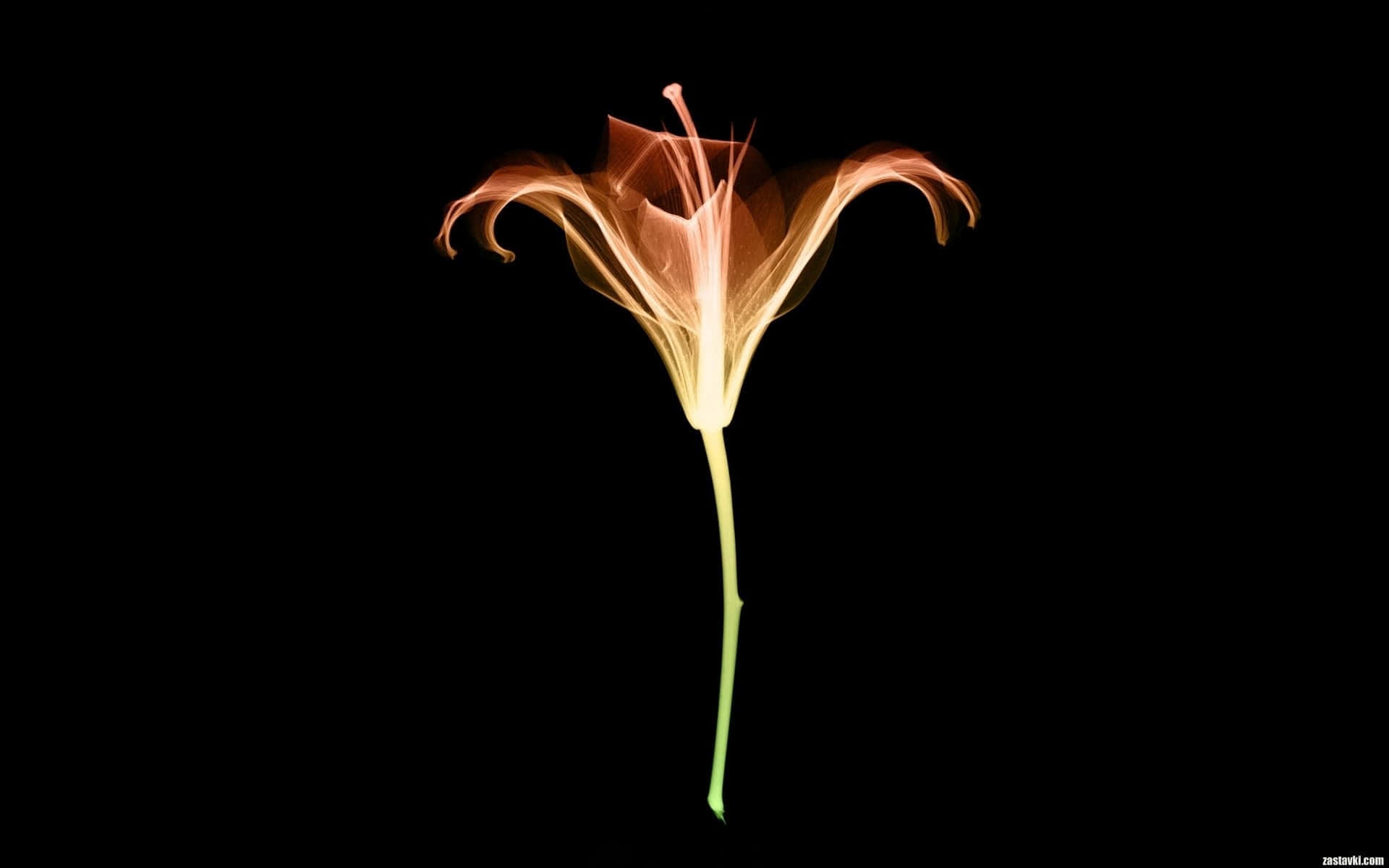 A Flower With Orange And Yellow Colors Wallpaper