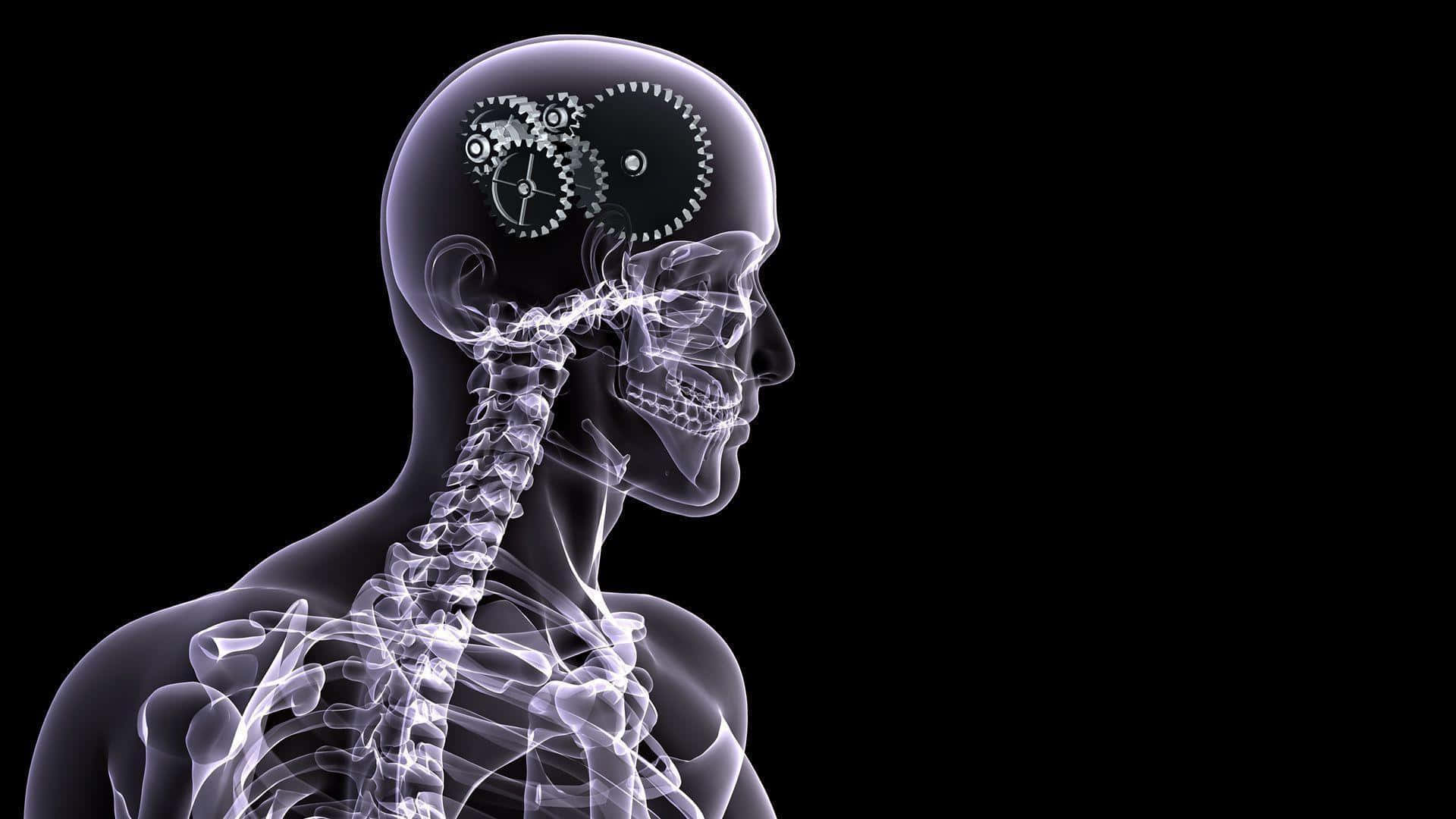 Umesqueleto Com Um Cérebro E Uma Medula Espinhal