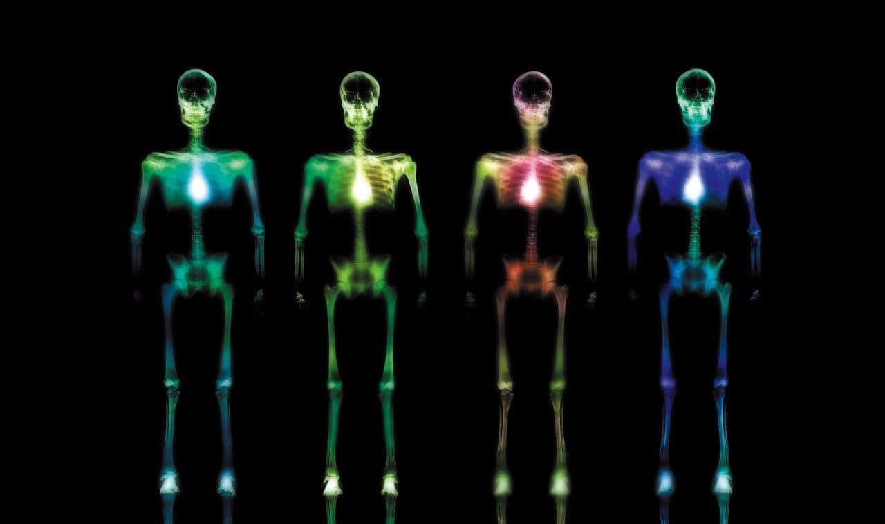 A Group Of Skeletons In Different Colors