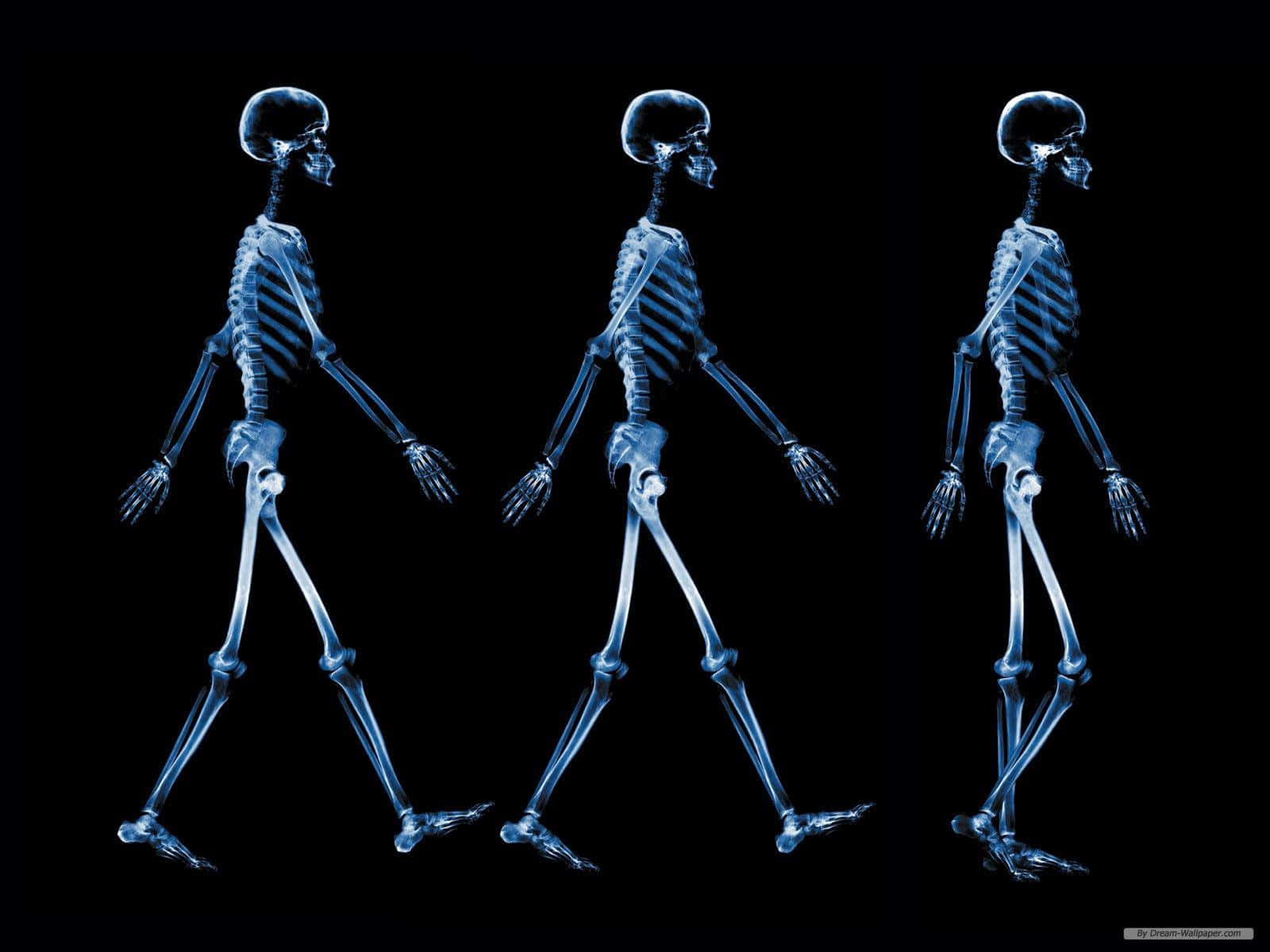 Three Skeletons Walking In Different Directions Wallpaper