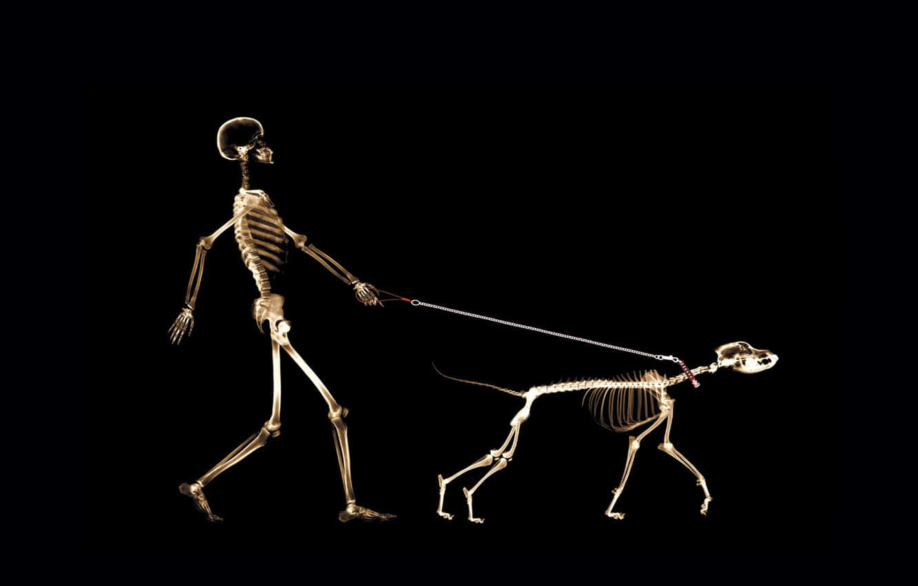 A Skeleton Walking A Dog Wallpaper