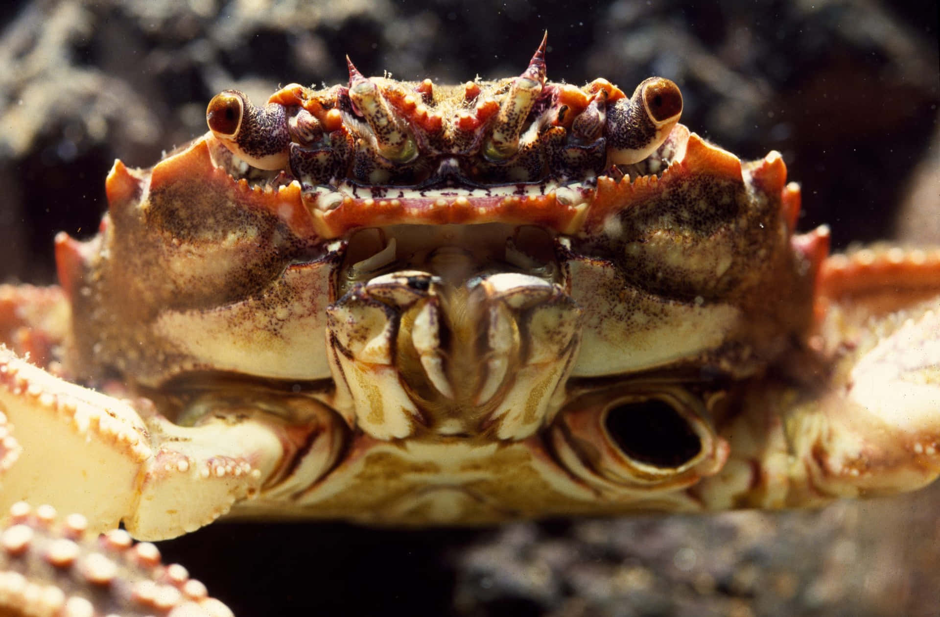 Xanthid Crab Close Up Wallpaper