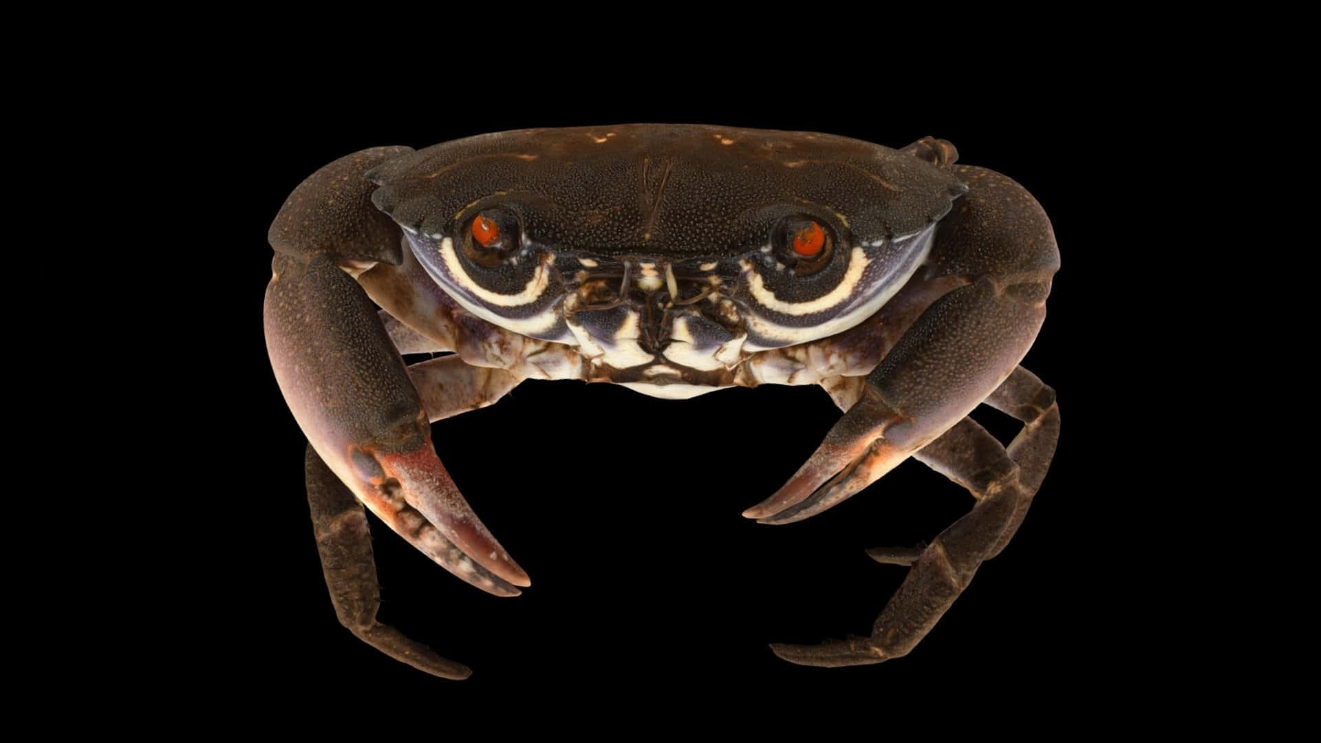Xanthid Crab Isolatedon Black Wallpaper