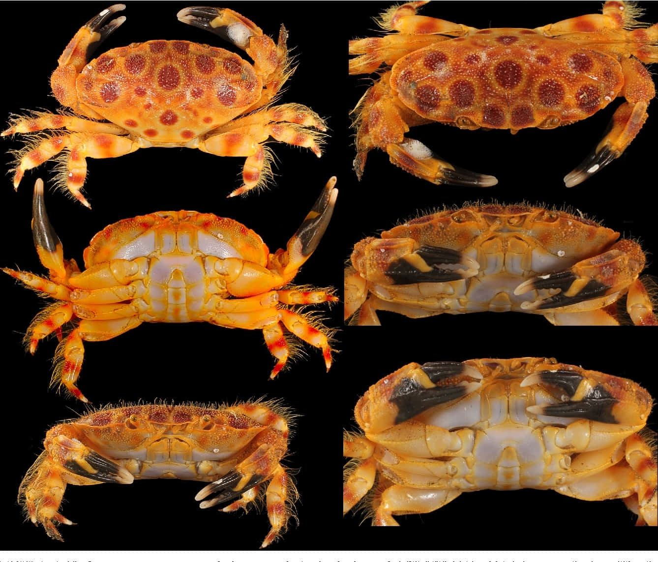 Xanthid Crab Multiple Views Wallpaper