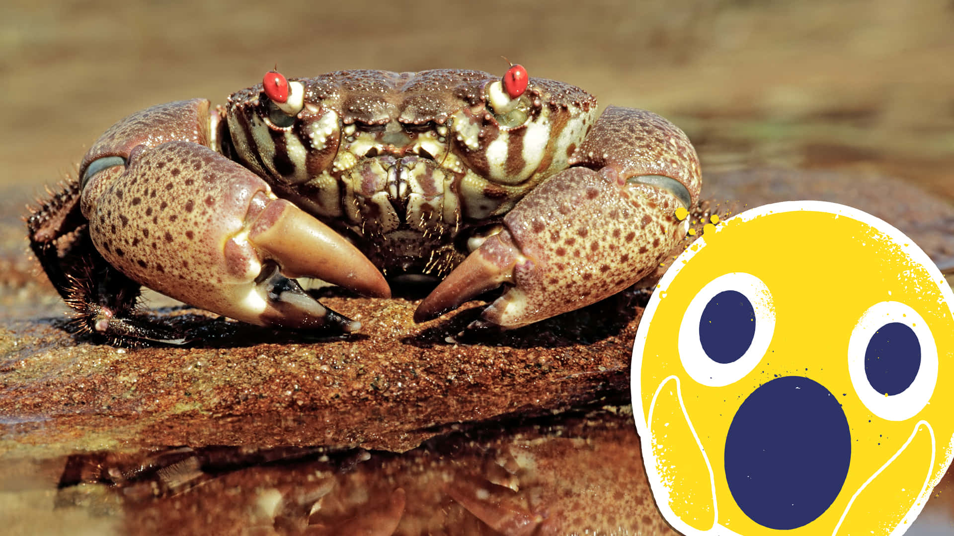 Xanthid Crab On Rock.jpg Wallpaper