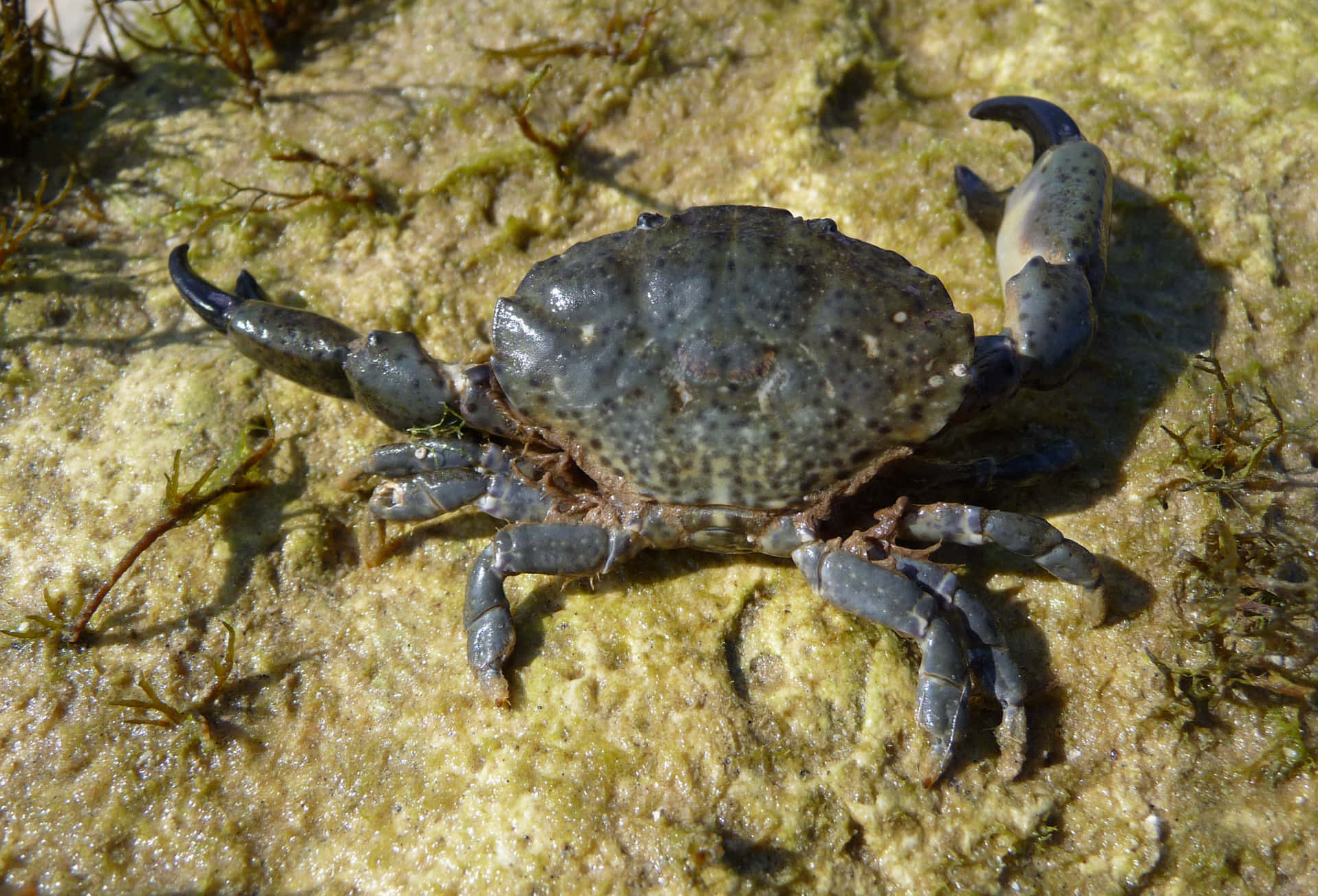 Xanthid Crab On Rocky Shore.jpg Wallpaper