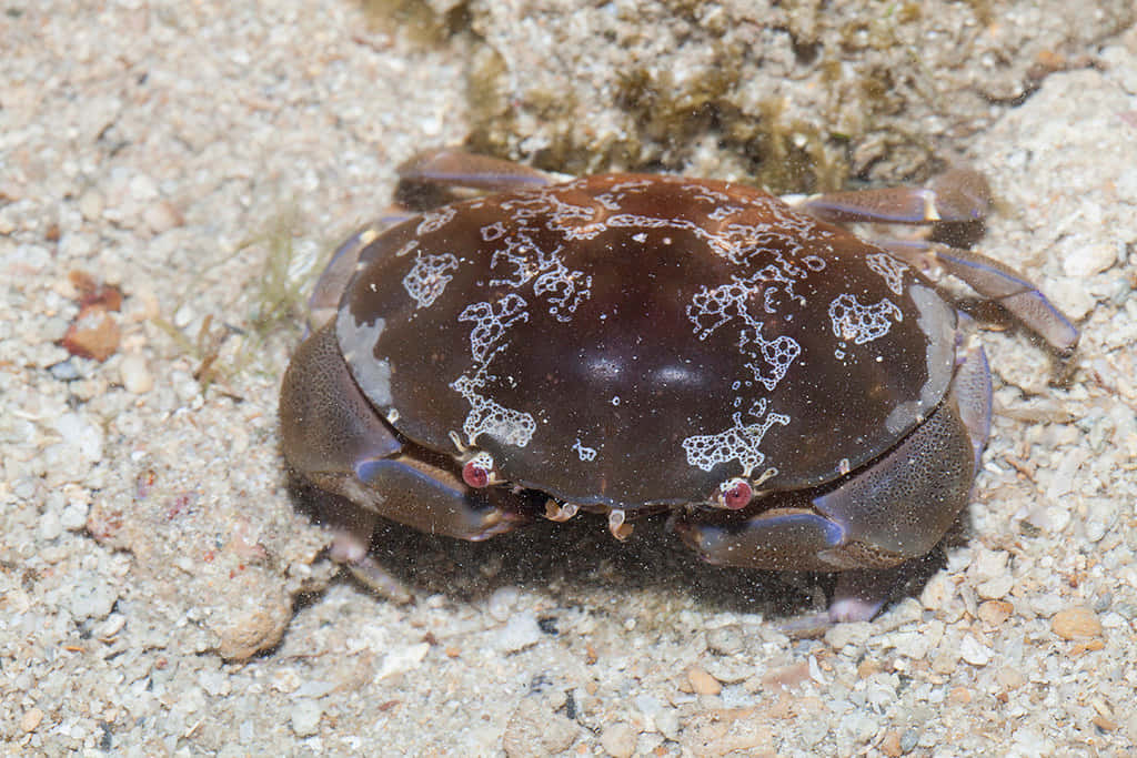 Kepiting Xanthid Di Dasar Pasir Wallpaper