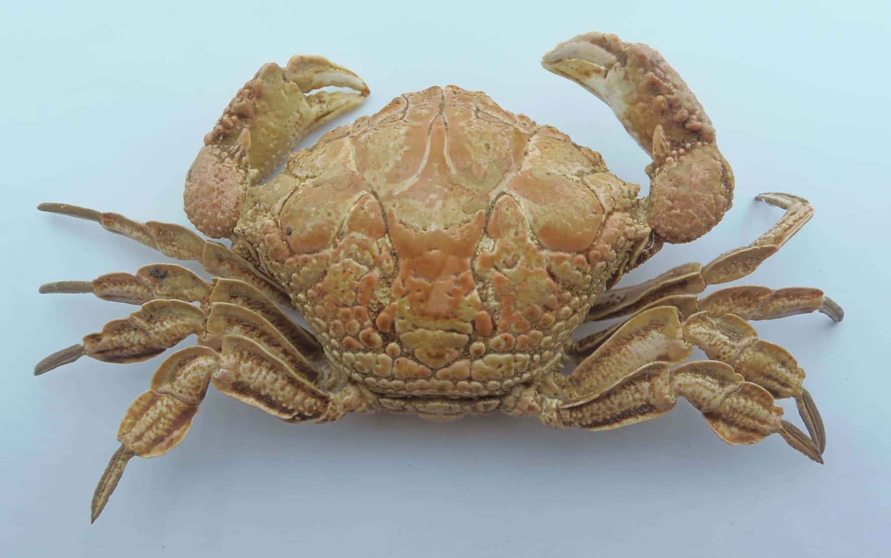 Xanthid Crab Specimen Wallpaper