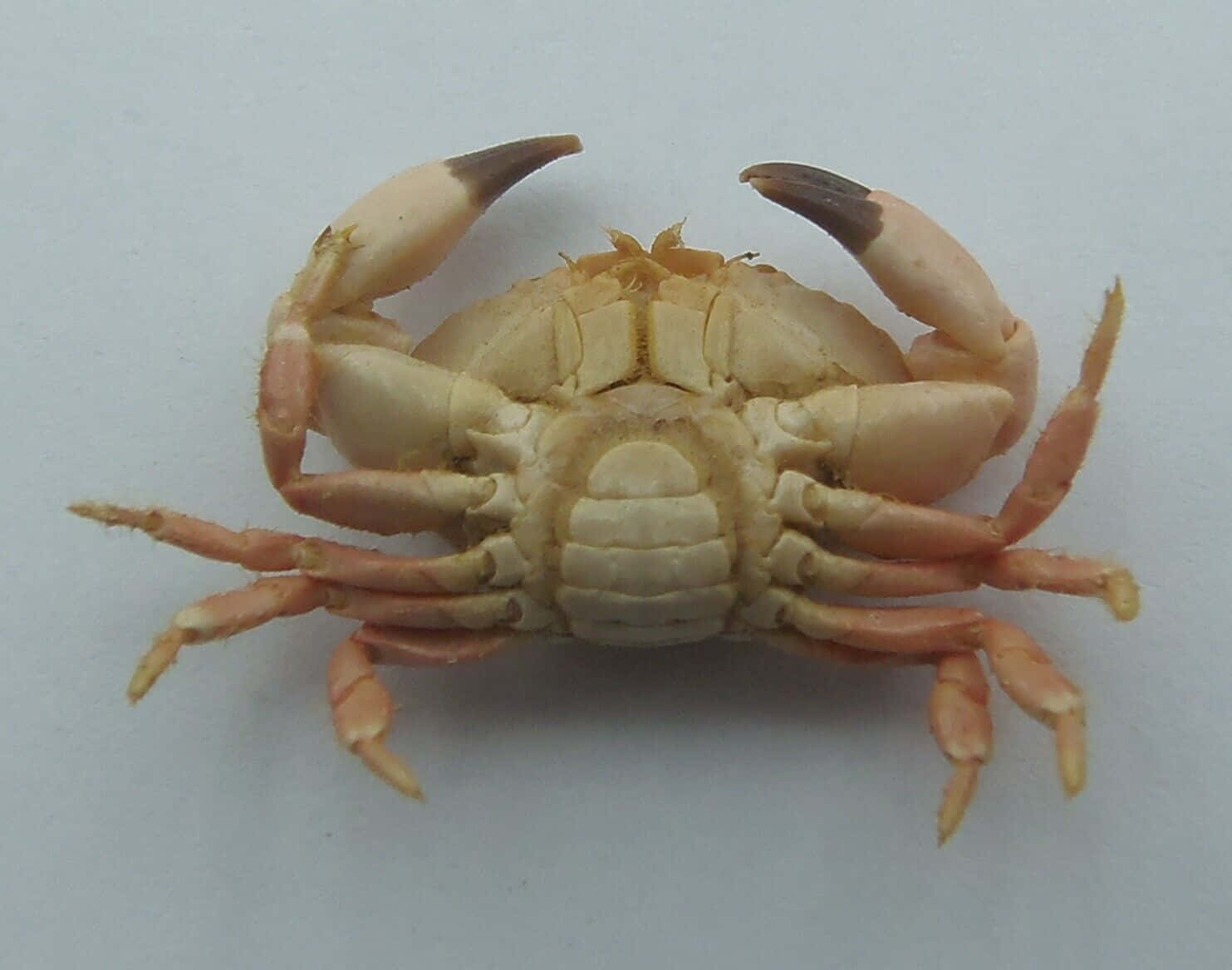 Xanthid Crab Top View Wallpaper