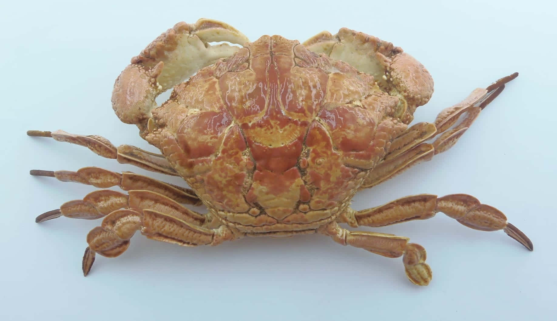 Xanthid Crab Top View Wallpaper