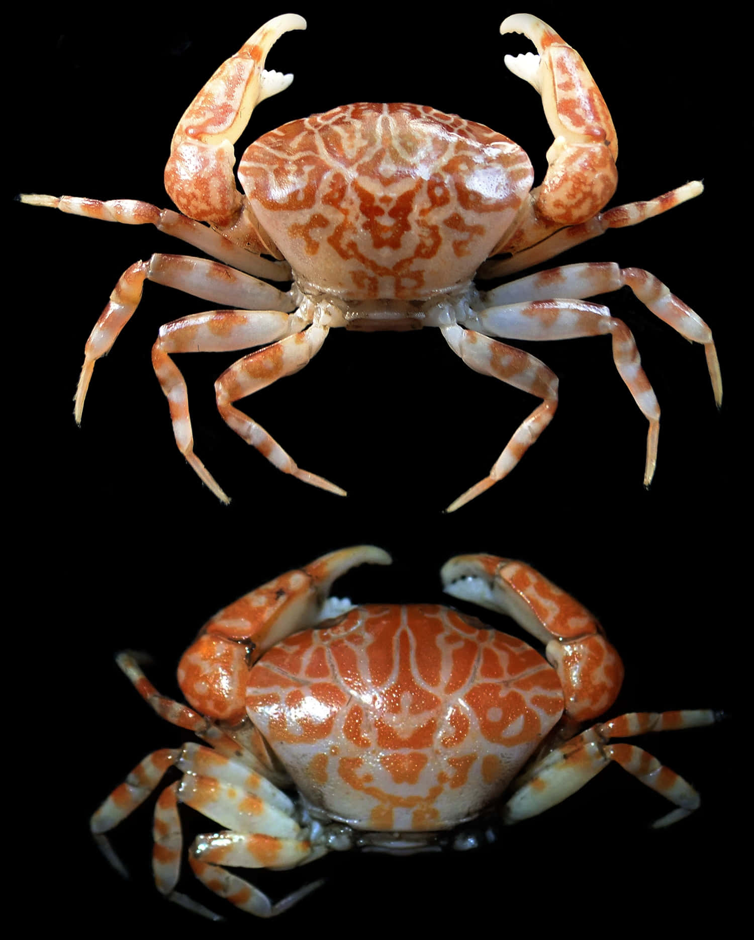 Xanthid Crab Two Poses Wallpaper