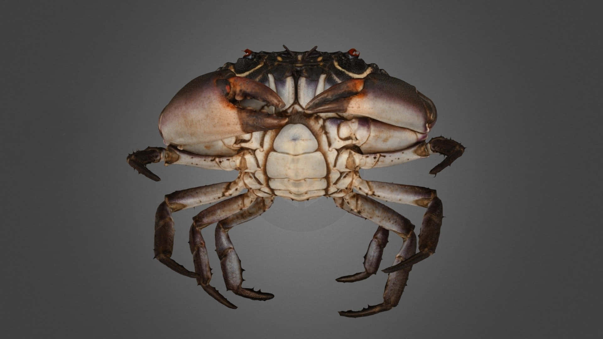 Xanthid Crab Underbelly View Wallpaper