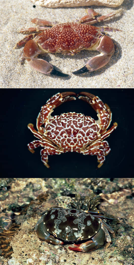 Xanthid Crabs Variety Wallpaper