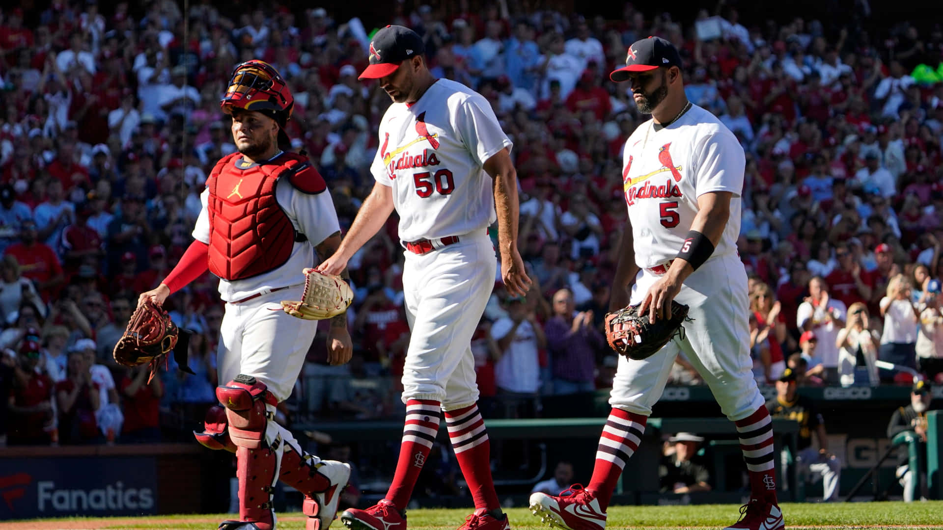 St. Louis Cardinals baseballspillere går ud på banen Wallpaper