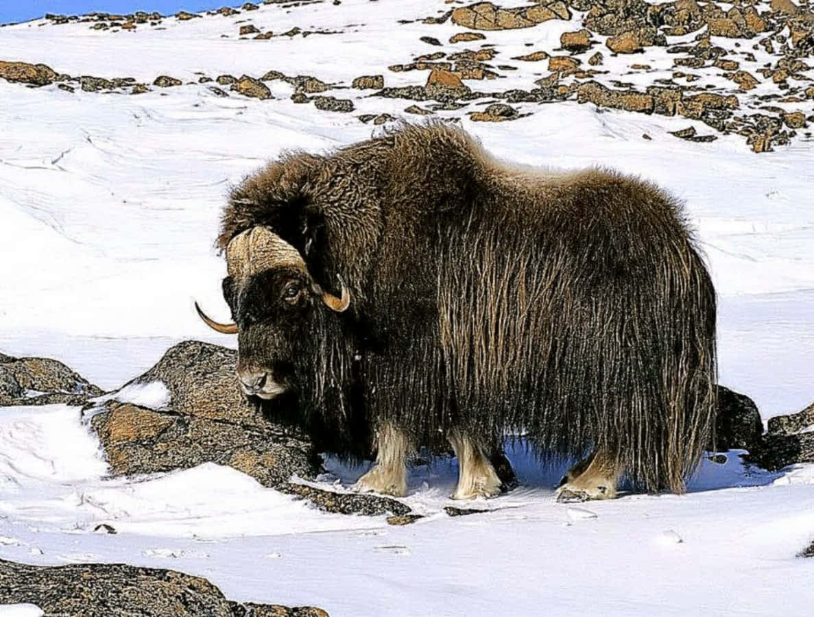 This majestic yak stands tall in the snow-covered mountaintops