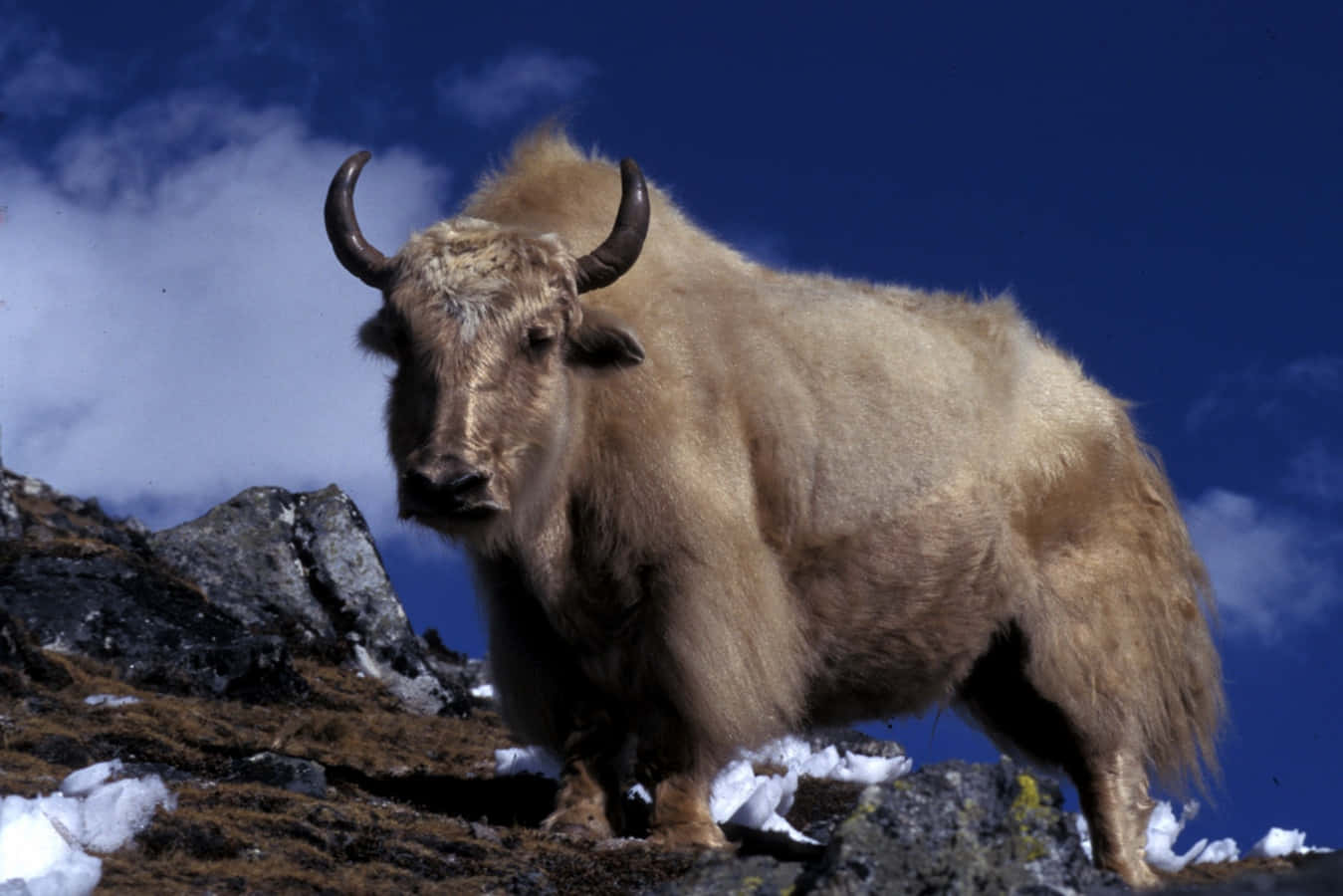 A Yak Standing On A Rocky Mountain Top