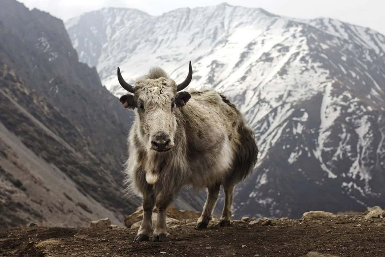Enflock Majestätiska Jakar Strövar Omkring I Himalaya