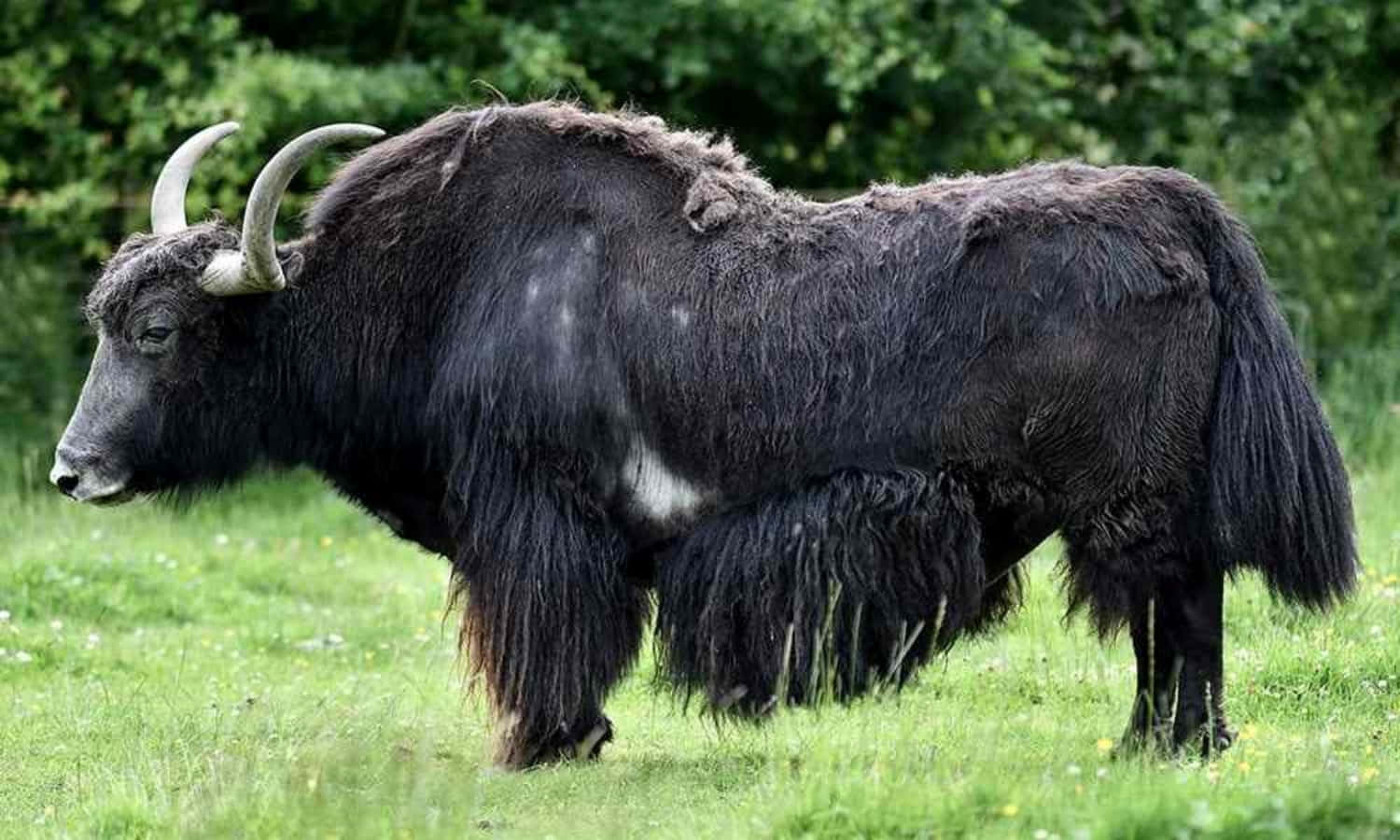 An imposing Yak stands resolutely in the idyllic mountain range
