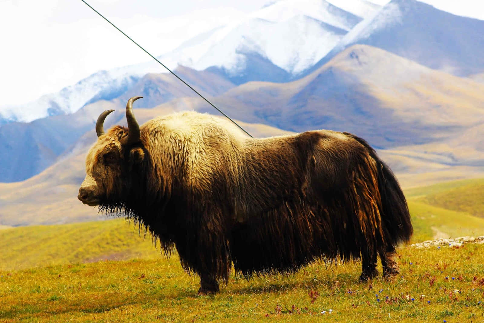 Two Himalayan Yaks in their Native Environment