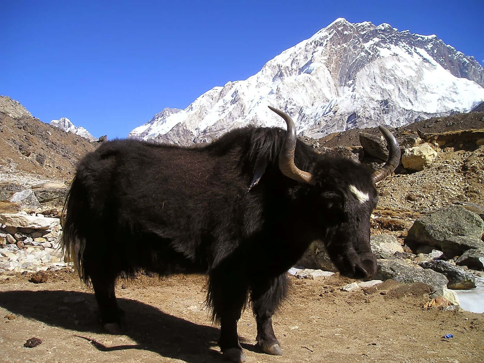 A brief encounter with a Yak