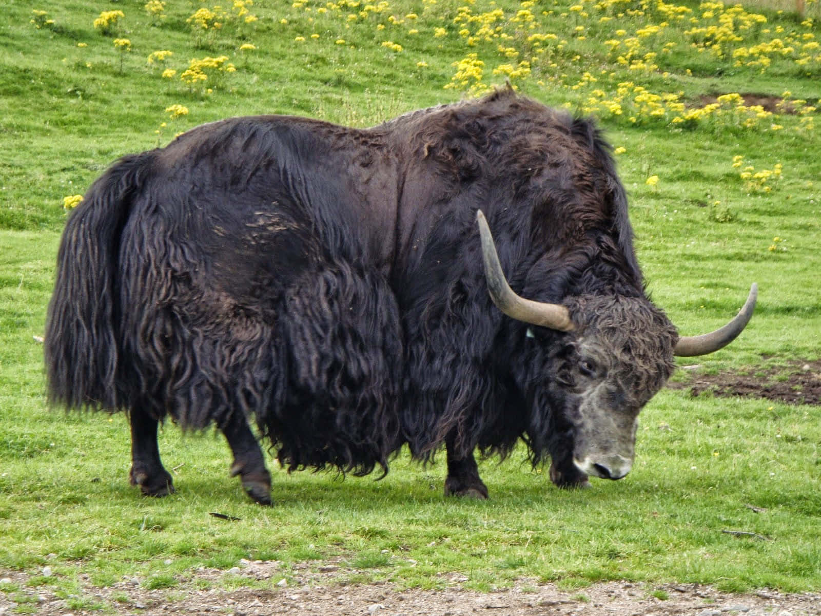A Large Yak Is Grazing On A Green Field