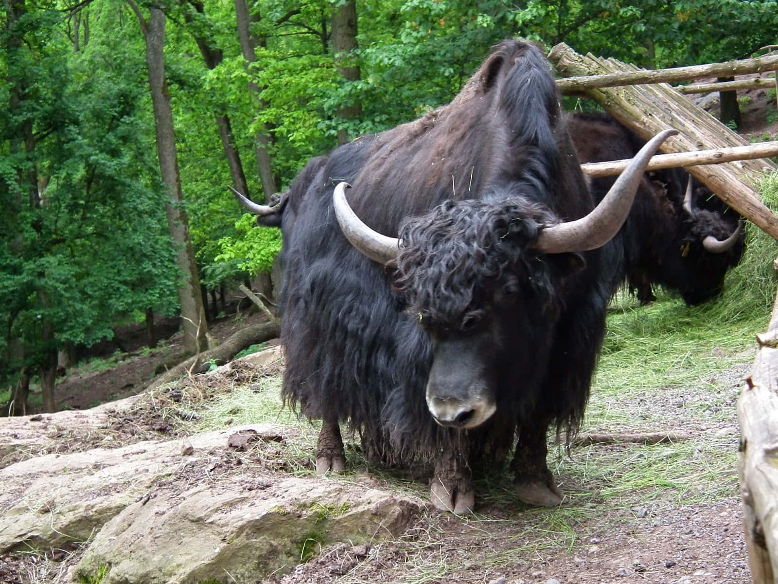 Yak in the Mountains of Nepal