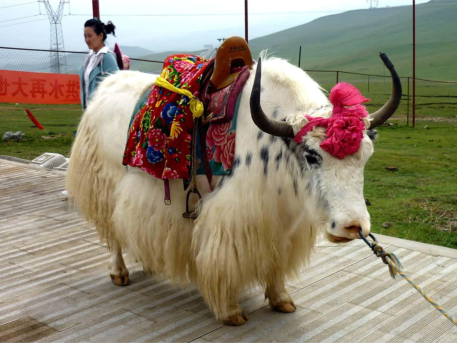Discover the Beauty of Yaks