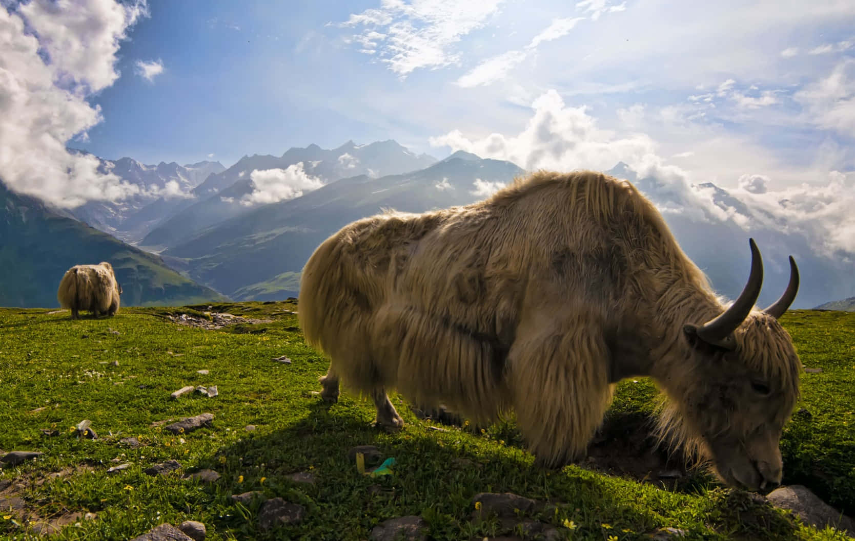 A yak grazing in a mountain meadow
