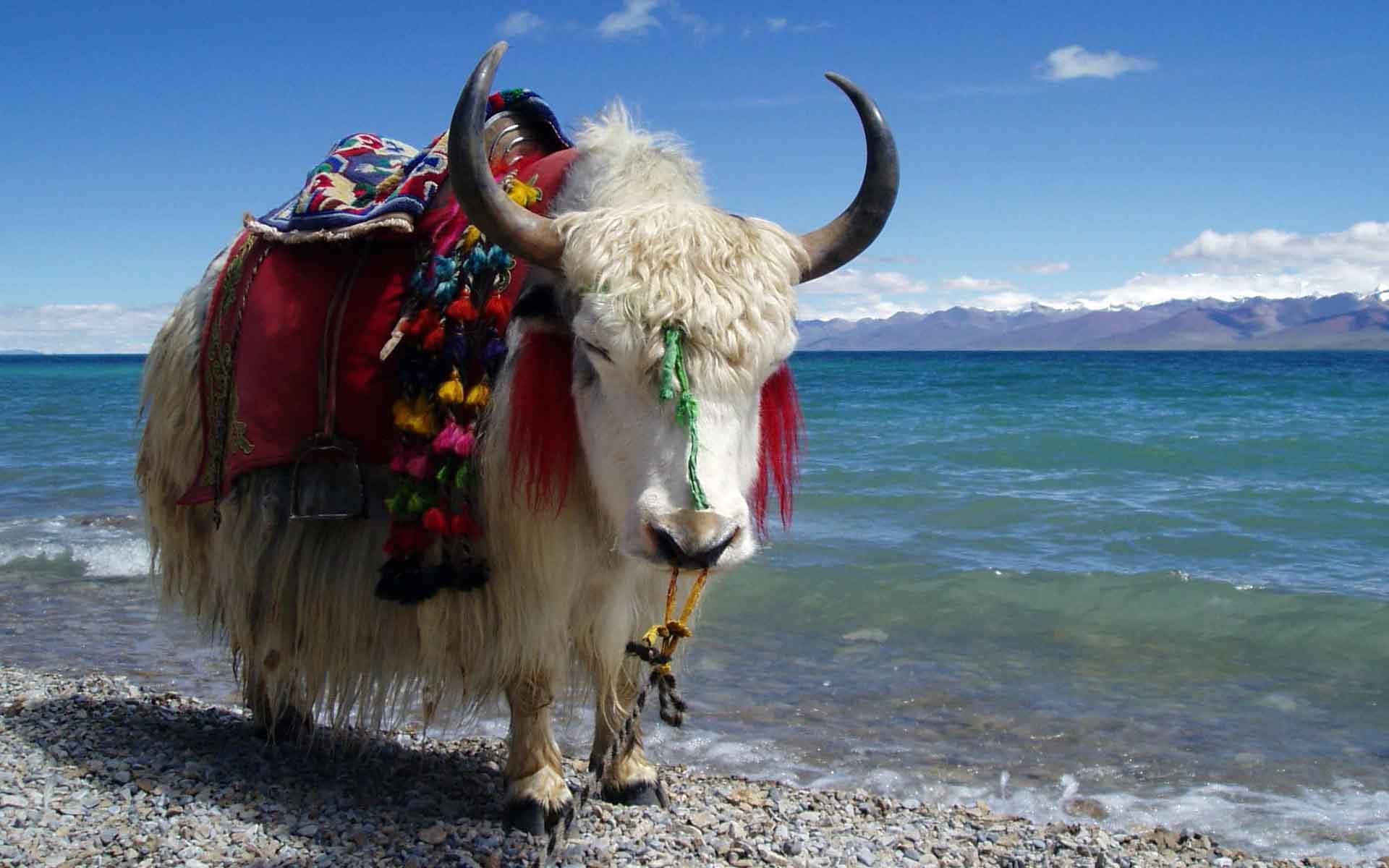 A Yak Standing On The Beach