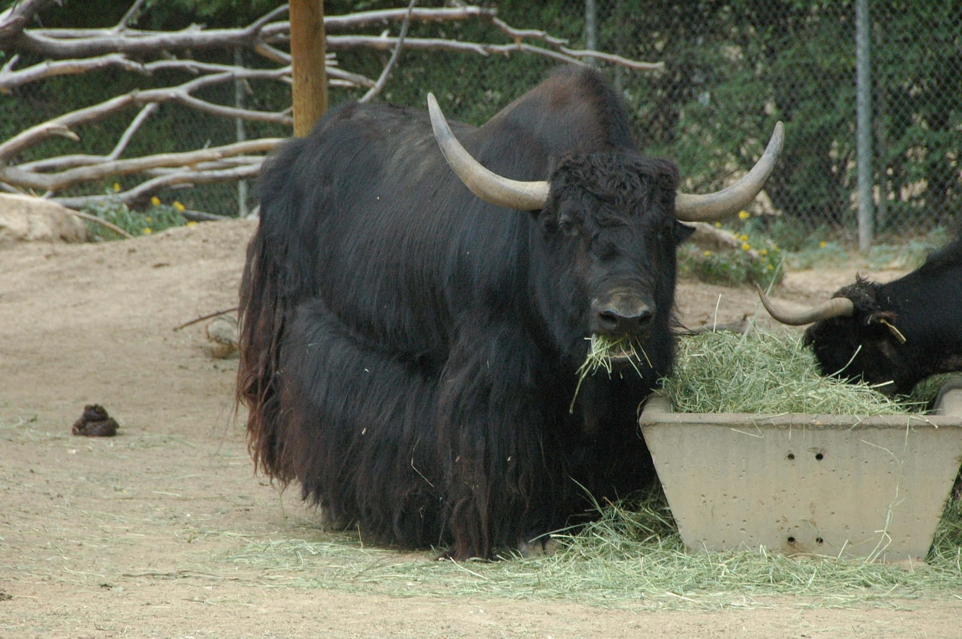 A Black Yak With Horns