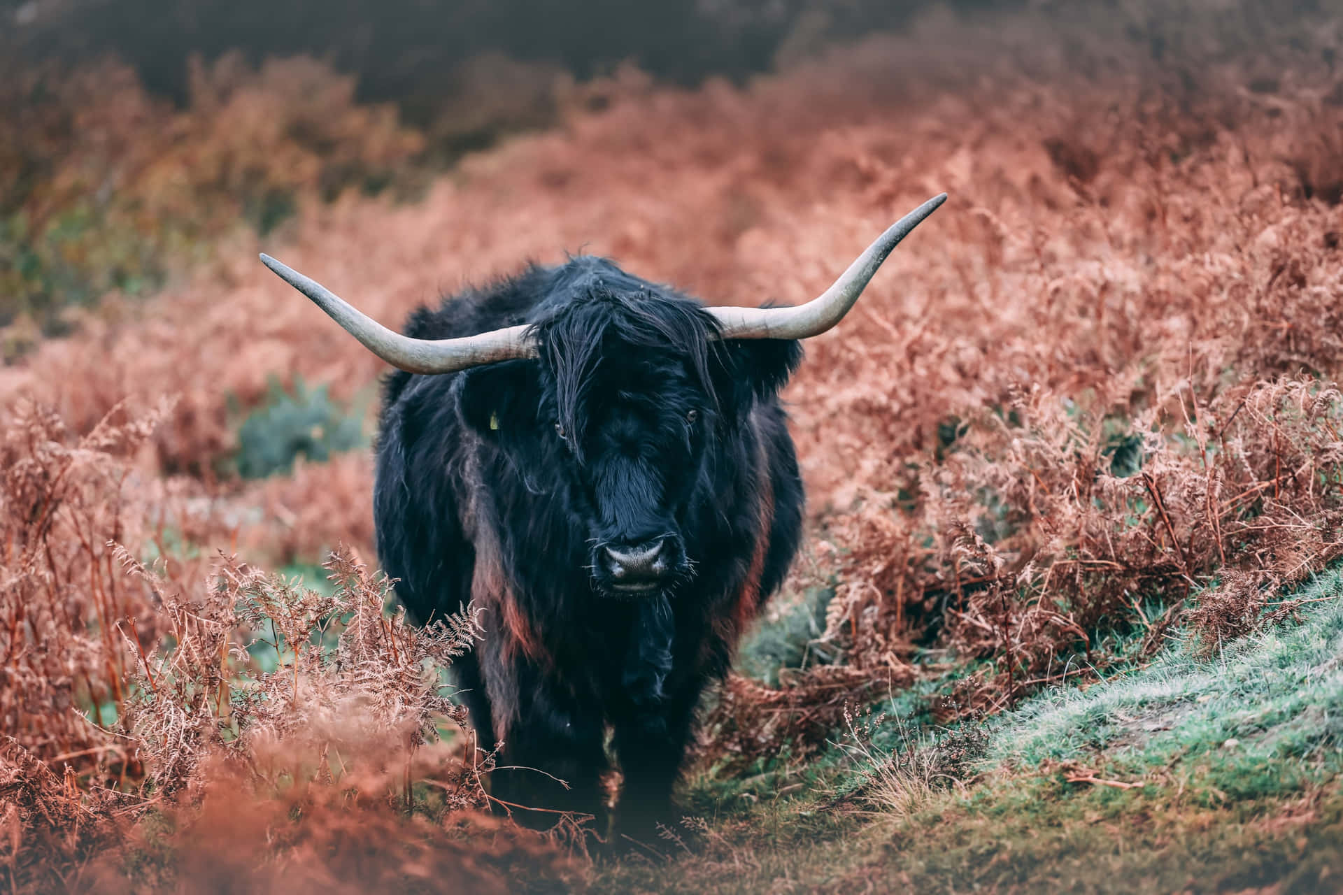 A yak grazing peacefully in the grasslands