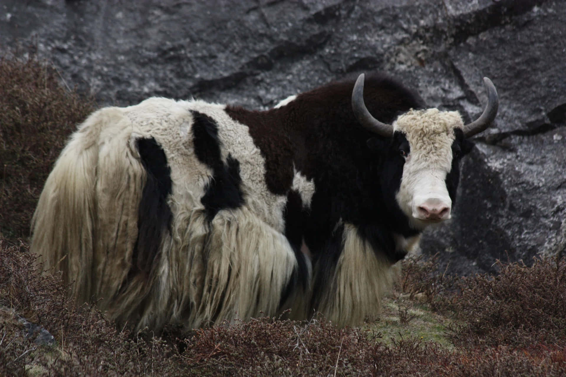 A shaggy, warm-colored yak stares out from the snow-covered mountain side.