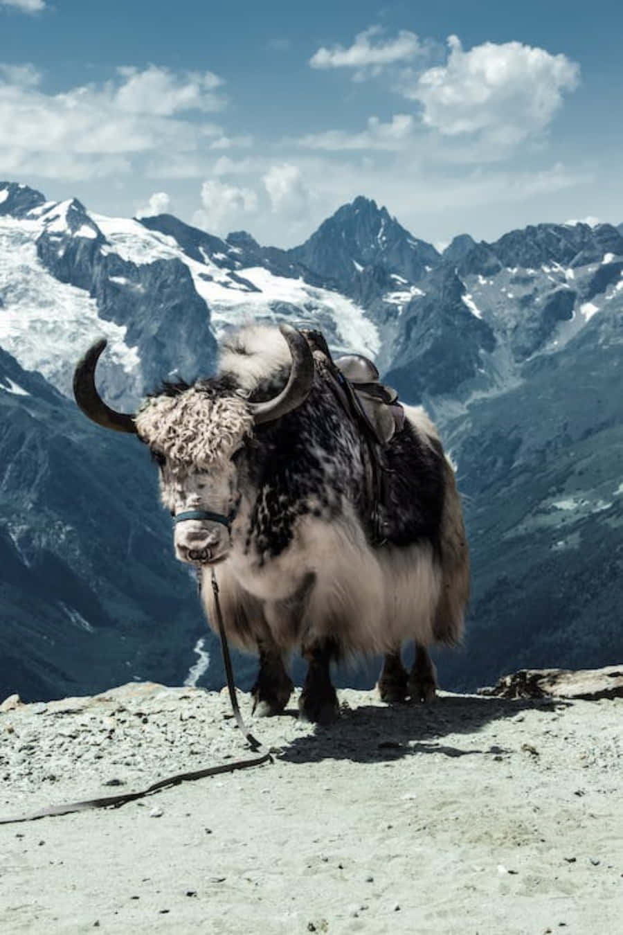 A Yak Standing On A Mountain With Mountains In The Background