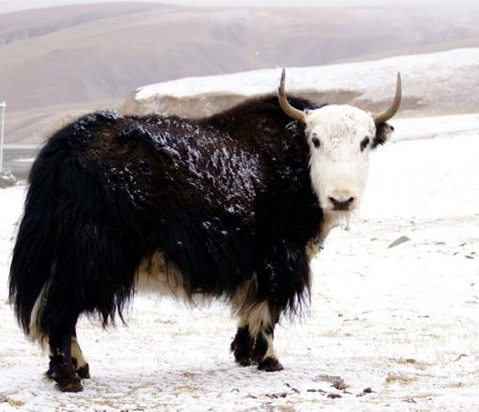 Yak Black And White On Snow Wallpaper