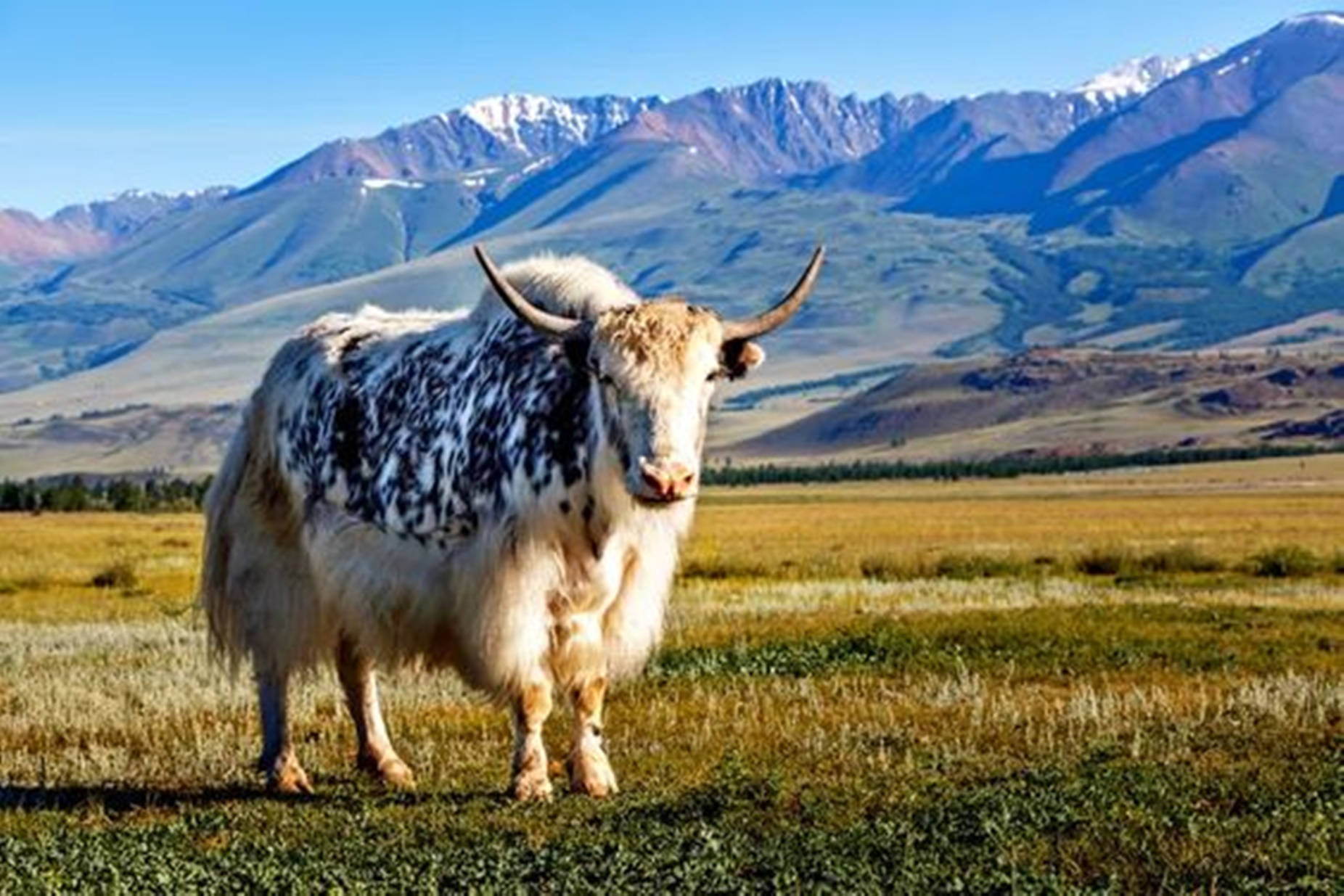 Білий як. Гималайский бык. Тибет яки. Як Сарлык. Монгольский як Сарлык.