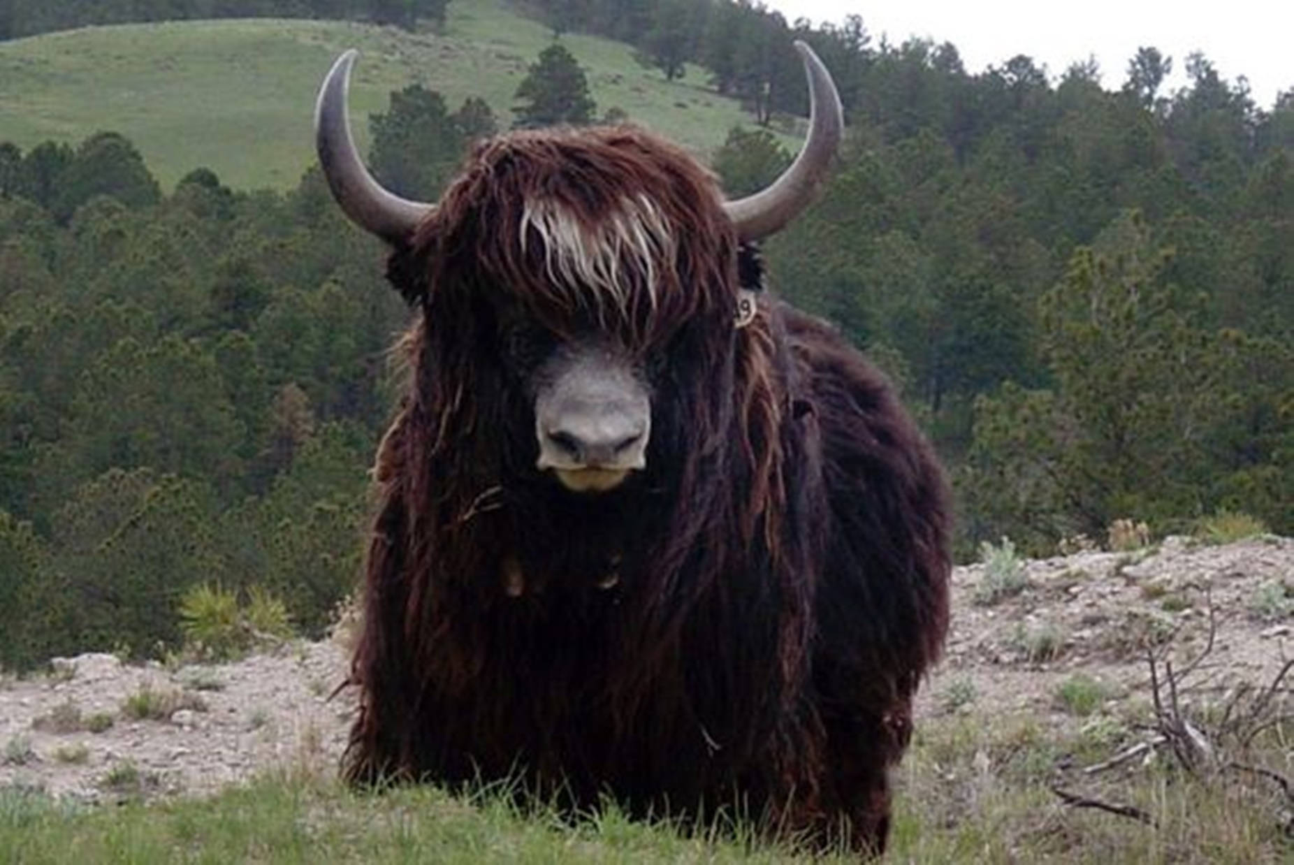 Yak Black With Forest Background Wallpaper
