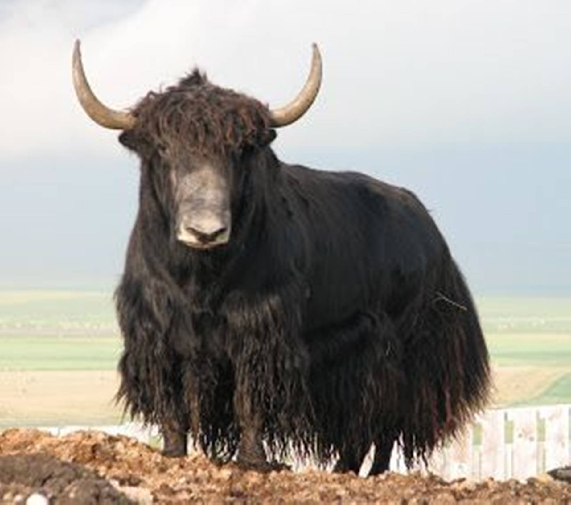 Yak Black With Long Fur On Grass Wallpaper