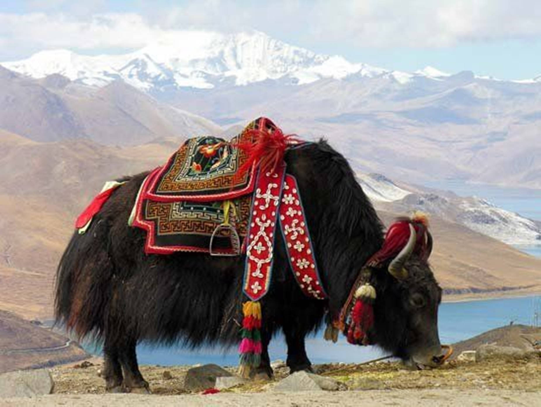 Yak Black With Red Saddle Eating Grass Wallpaper