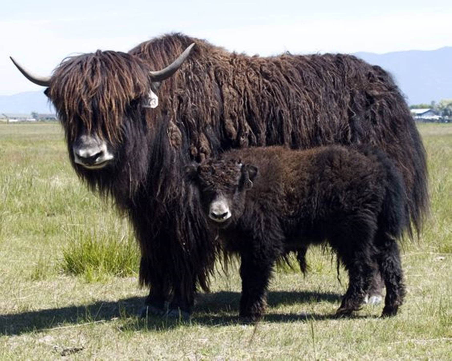 Yak Brown Adult And Baby On Grass Wallpaper