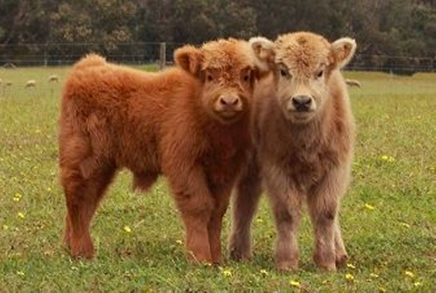 Yakbraunes Ästhetisches Paar Auf Gras Wallpaper