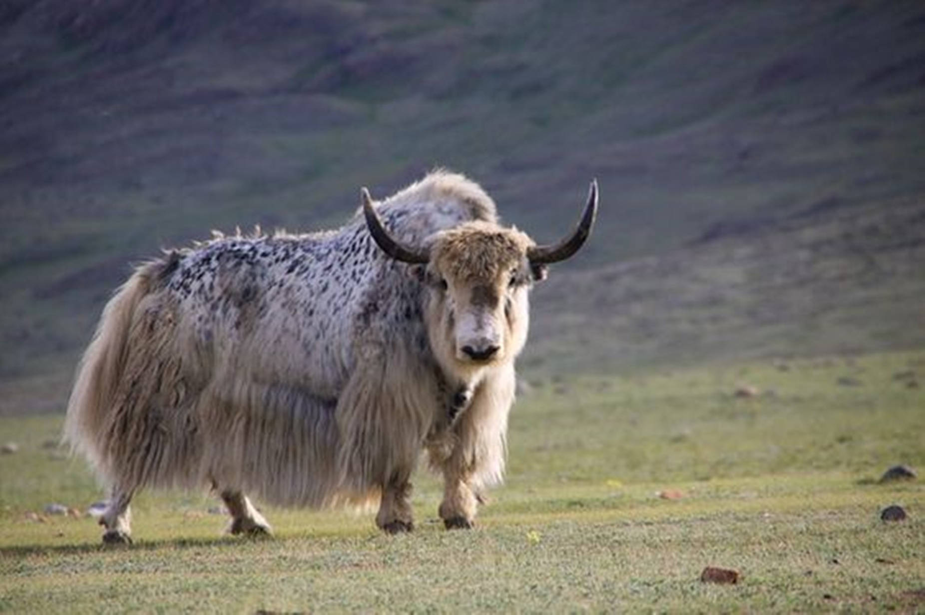 Yak Brown And White On Grass Wallpaper
