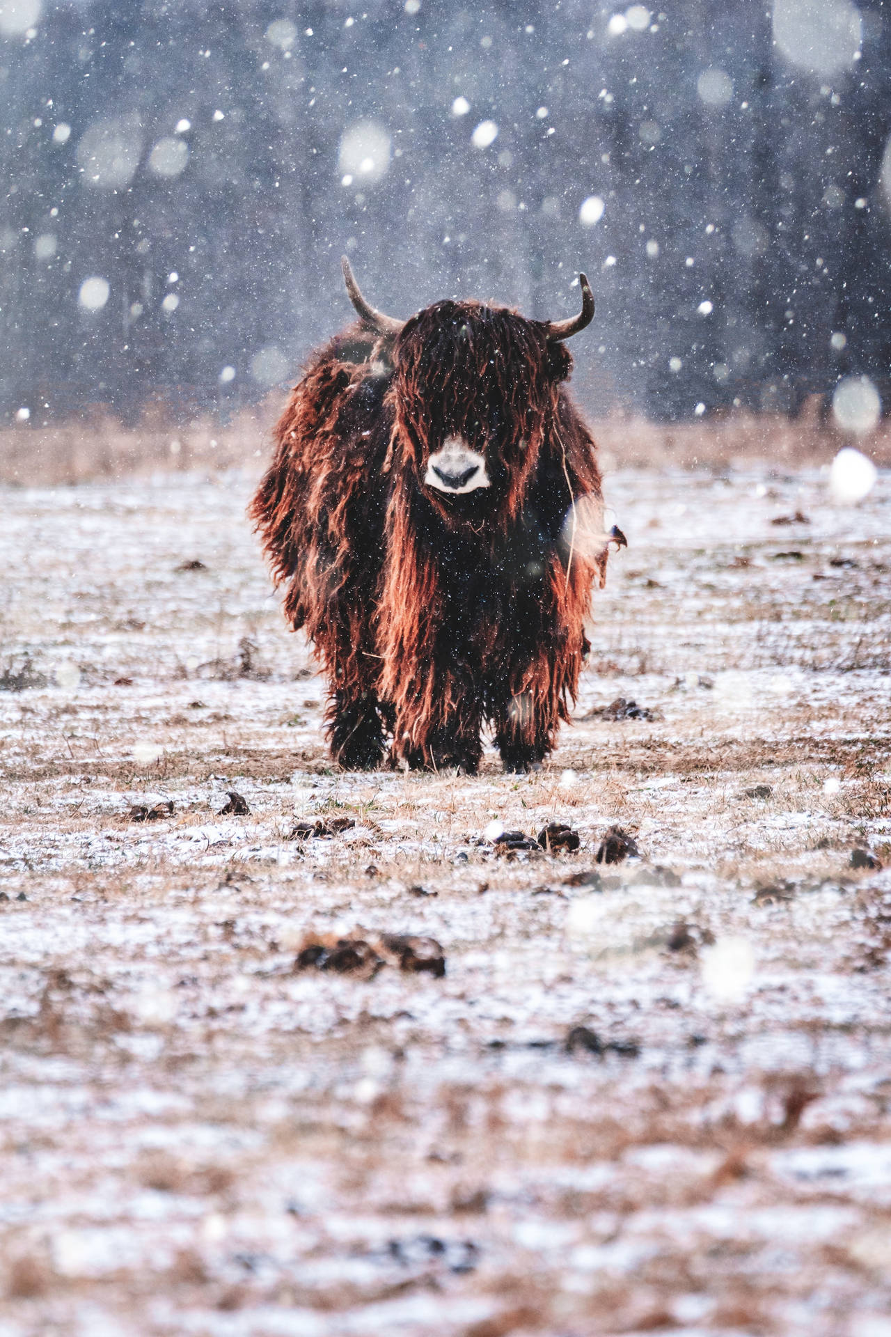 Yak Brown On Grass While Snowing Wallpaper
