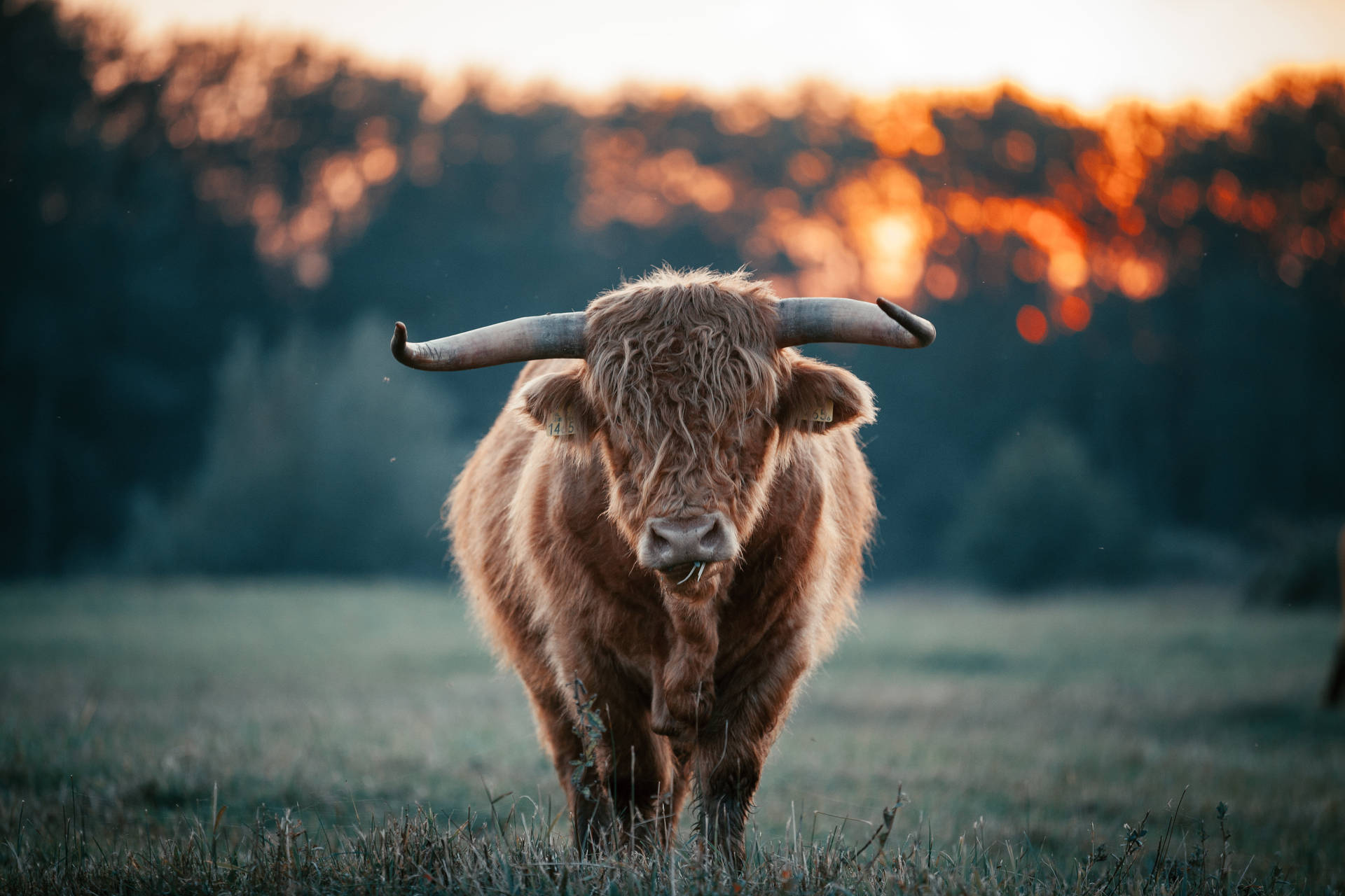 Yak Brown On Grass With Sunset Wallpaper