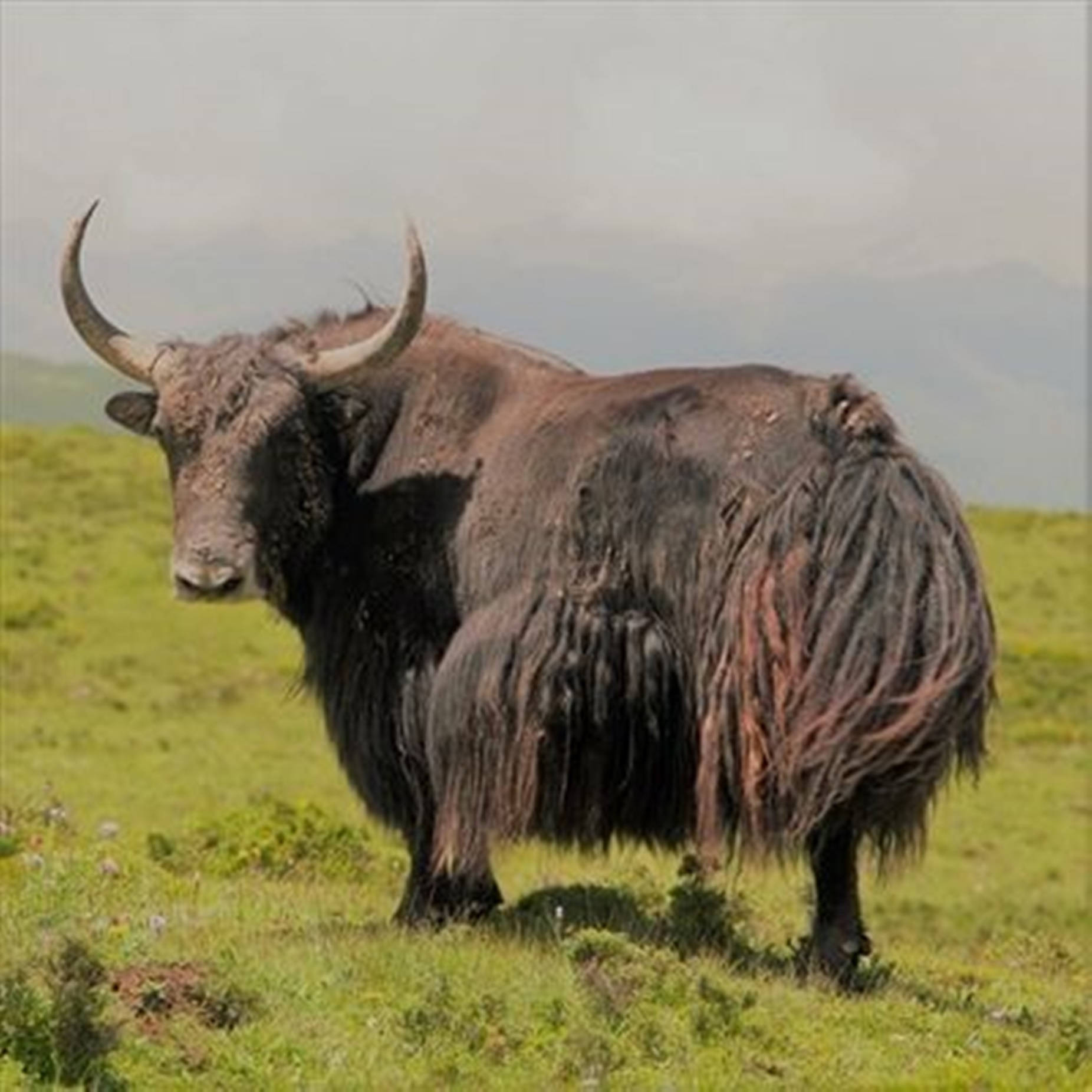 Yak Brown With Horns Standing On Grass Wallpaper